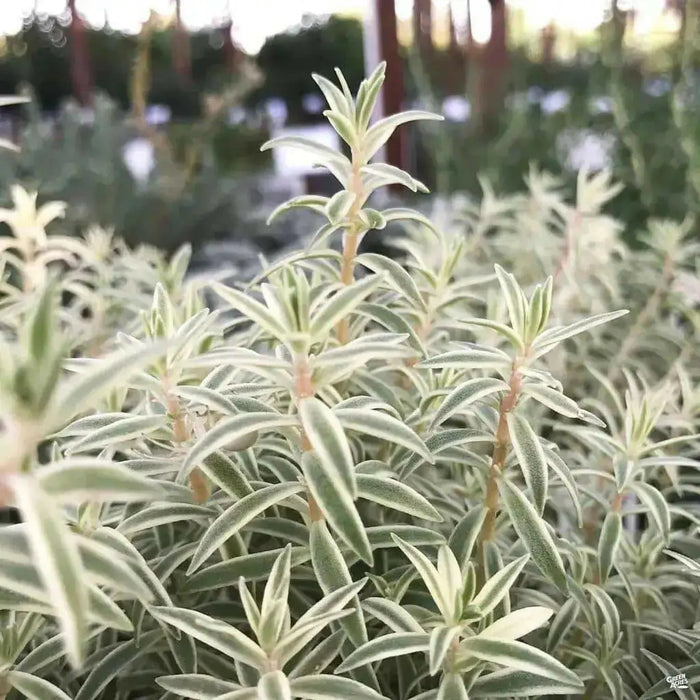 Sedum Lineare Sea Urchin ,Live plant) Stonecrop ,Succulents - Caribbean garden seed