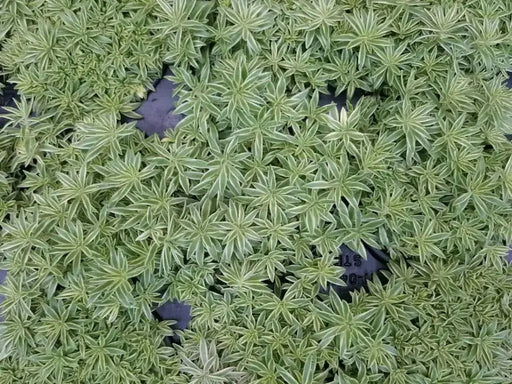 Sedum Lineare Sea Urchin ,Live plant) Stonecrop ,Succulents - Caribbean garden seed