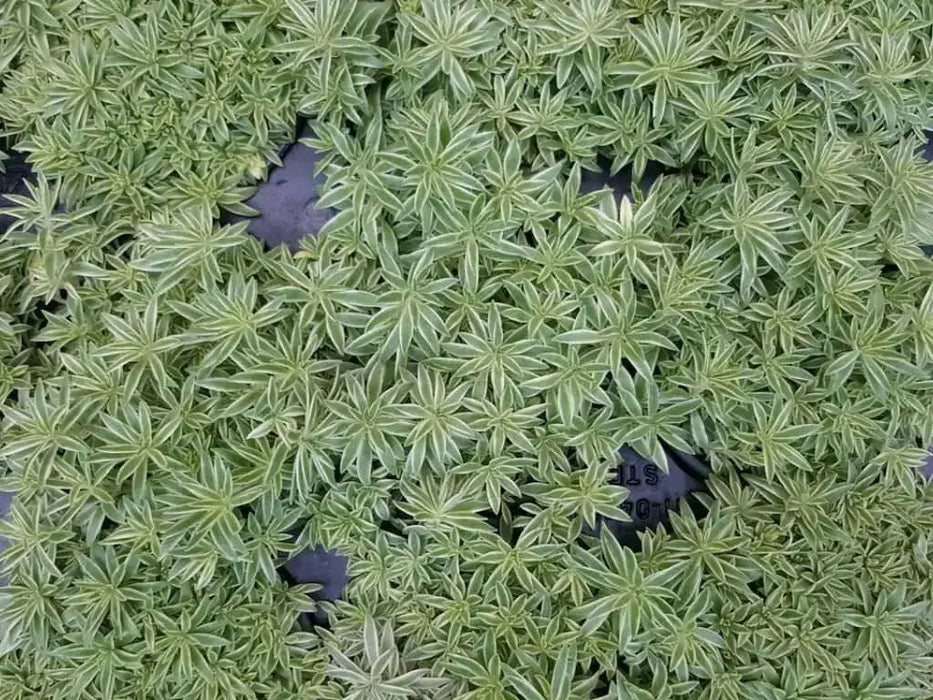 Sedum Lineare Sea Urchin ,Live plant) Stonecrop ,Succulents - Caribbean garden seed