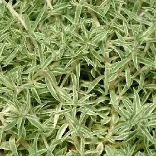 Sedum Lineare Sea Urchin ,Live plant) Stonecrop ,Succulents - Caribbean garden seed
