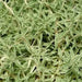 Sedum Lineare Sea Urchin ,Live plant) Stonecrop ,Succulents - Caribbean garden seed
