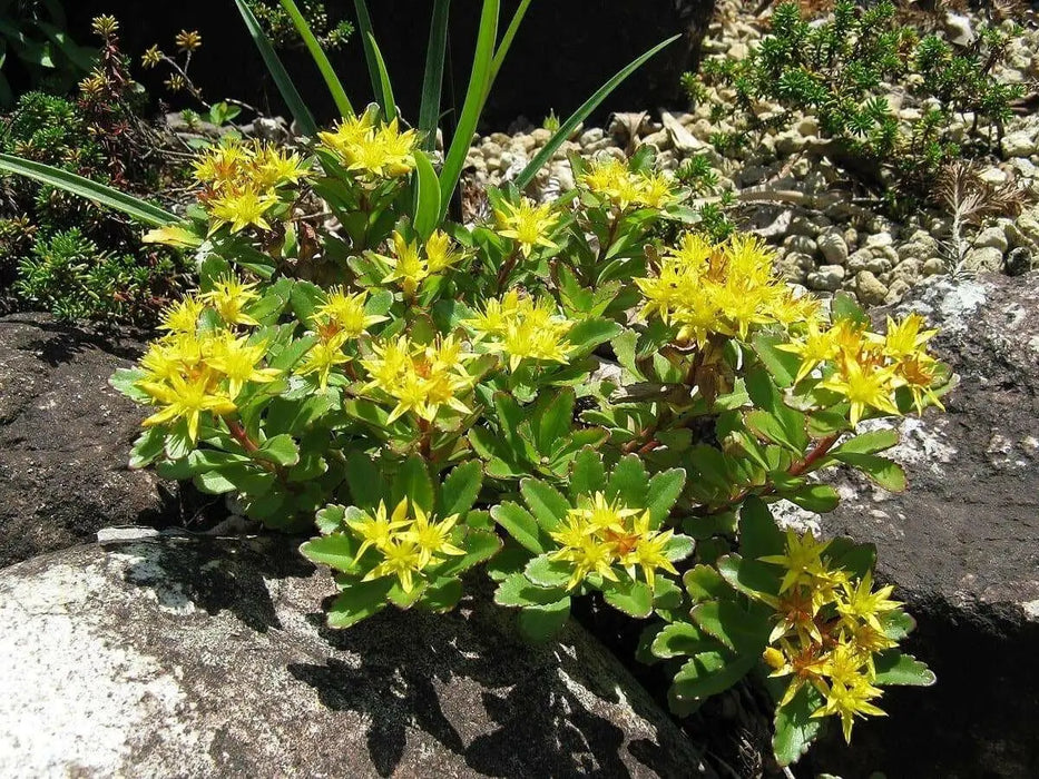 Sedum Aizoon Seeds, Stonecrop (Phedimus),succulent groundcover - Caribbean garden seed