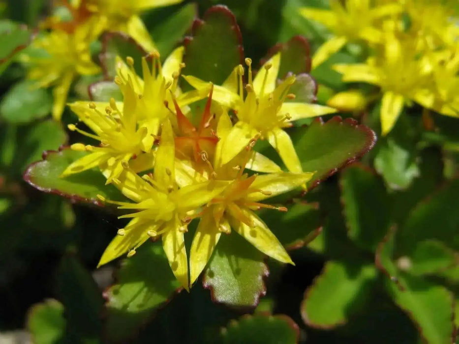 Sedum Aizoon Seeds, Stonecrop (Phedimus),succulent groundcover - Caribbean garden seed