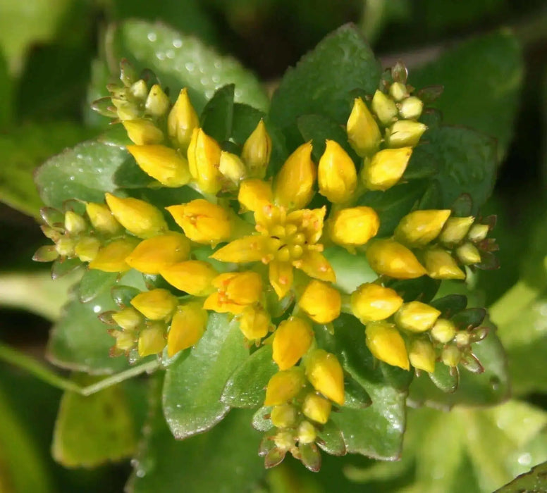 Sedum Aizoon Seeds, Stonecrop (Phedimus),succulent groundcover - Caribbean garden seed
