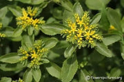 Sedum Aizoon Seeds, Stonecrop (Phedimus),succulent groundcover - Caribbean garden seed