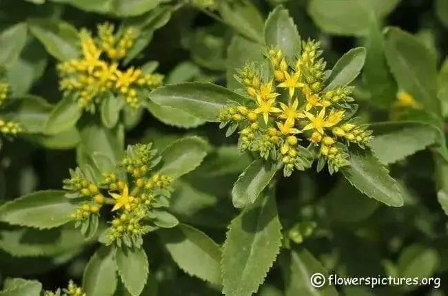 Sedum Aizoon Seeds, Stonecrop (Phedimus),succulent groundcover - Caribbean garden seed