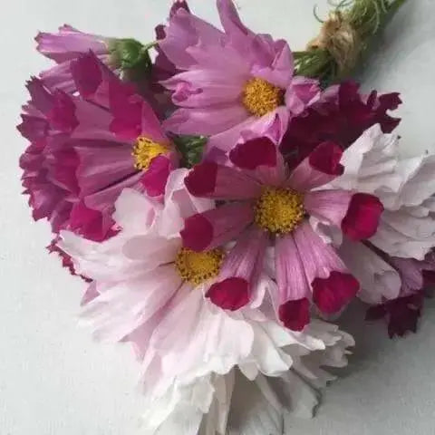 Seashell Cosmos  Flowers Seeds, Cosmos bipinnatus, Annual - Caribbean garden seed