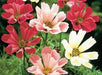 Seashell Cosmos  Flowers Seeds, Cosmos bipinnatus, Annual - Caribbean garden seed