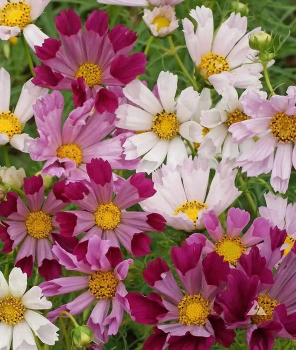 Seashell Cosmos  Flowers Seeds, Cosmos bipinnatus, Annual - Caribbean garden seed