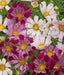 Seashell Cosmos  Flowers Seeds, Cosmos bipinnatus, Annual - Caribbean garden seed