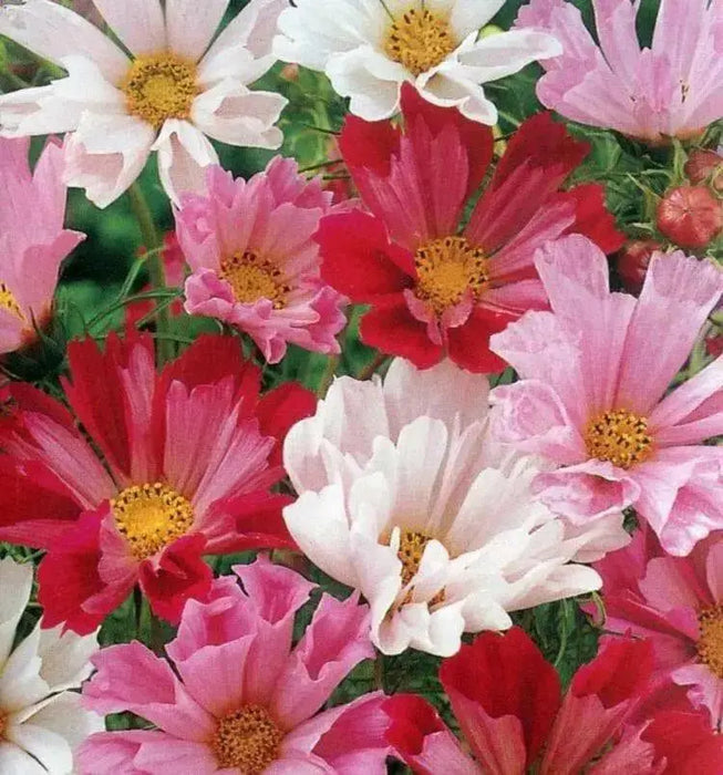 Seashell Cosmos  Flowers Seeds, Cosmos bipinnatus, Annual - Caribbean garden seed