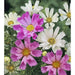Seashell Cosmos  Flowers Seeds, Cosmos bipinnatus, Annual - Caribbean garden seed