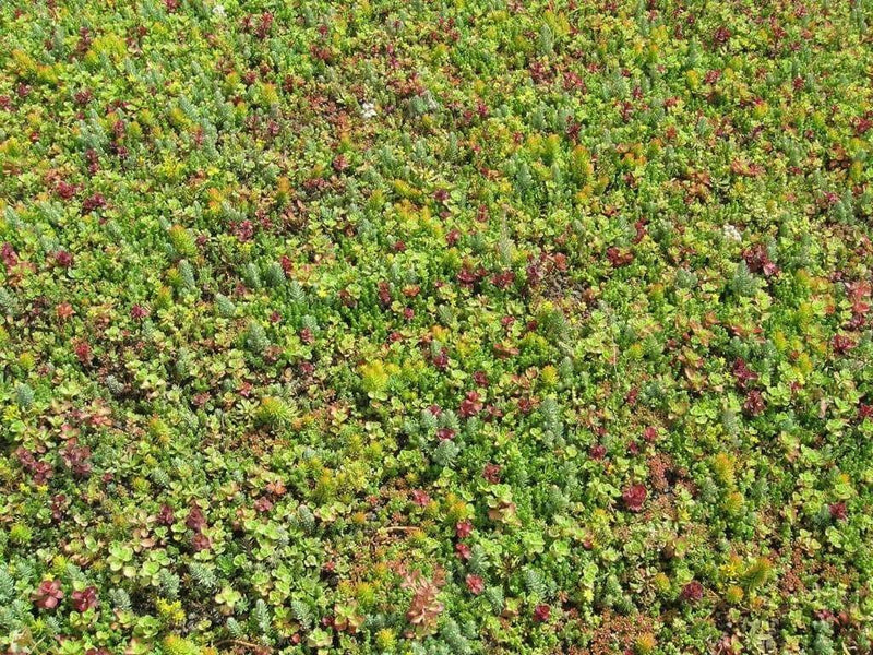 Sedum Seeds (Roof Garden Mix) Stonecrop, succulent, groundcover - Caribbean garden seed