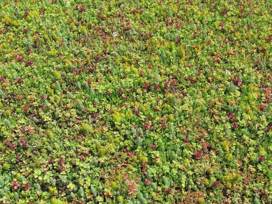 Sedum Seeds (Roof Garden Mix) Stonecrop, succulent, groundcover - Caribbean garden seed