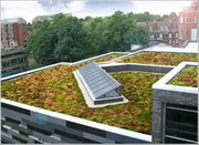 Sedum Seeds (Roof Garden Mix) Stonecrop, succulent, groundcover - Caribbean garden seed