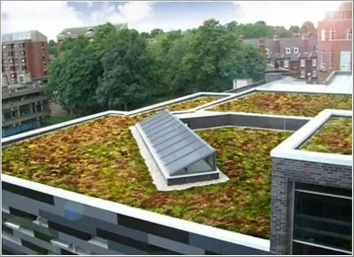 Sedum Seeds (Roof Garden Mix) Stonecrop, succulent, groundcover - Caribbean garden seed