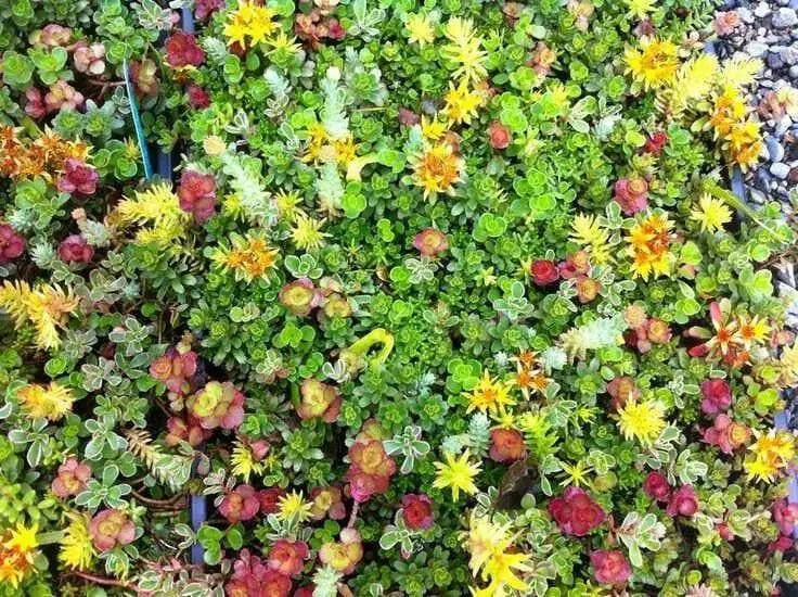 Sedum Seeds (Roof Garden Mix) Stonecrop, succulent, groundcover - Caribbean garden seed