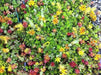 Sedum Seeds (Roof Garden Mix) Stonecrop, succulent, groundcover - Caribbean garden seed