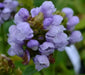 Self heal  Flowers Seed. perennial groundcover - Caribbean garden seed