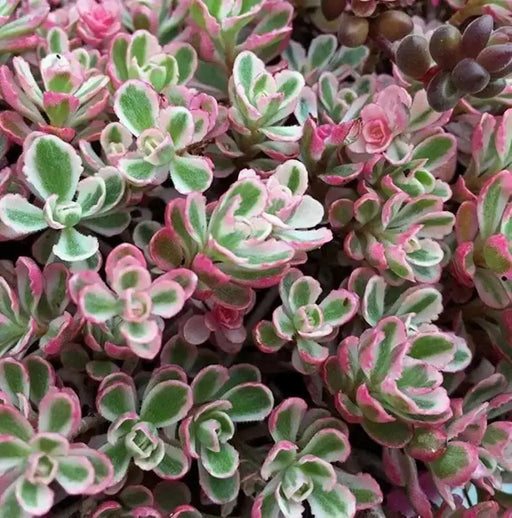SedumTRI COLOR ,Live plant) Stonecrop ,Succulents - Caribbean garden seed
