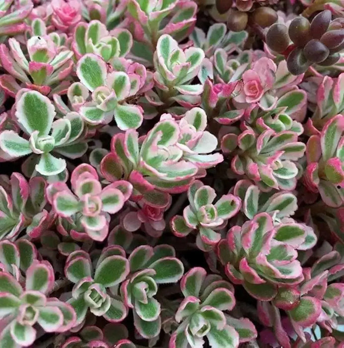 SedumTRI COLOR ,Live plant) Stonecrop ,Succulents - Caribbean garden seed