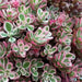 SedumTRI COLOR ,Live plant) Stonecrop ,Succulents - Caribbean garden seed