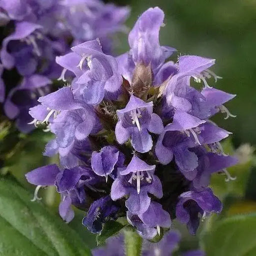 Self heal  Flowers Seed. perennial groundcover - Caribbean garden seed