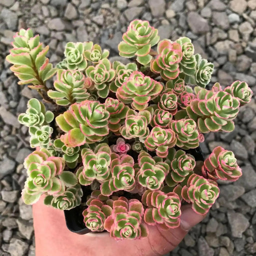 SedumTRI COLOR ,Live plant) Stonecrop ,Succulents - Caribbean garden seed