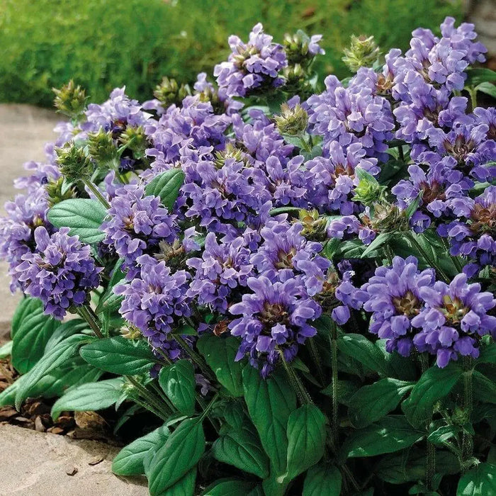 Self heal  Flowers Seed. perennial groundcover - Caribbean garden seed