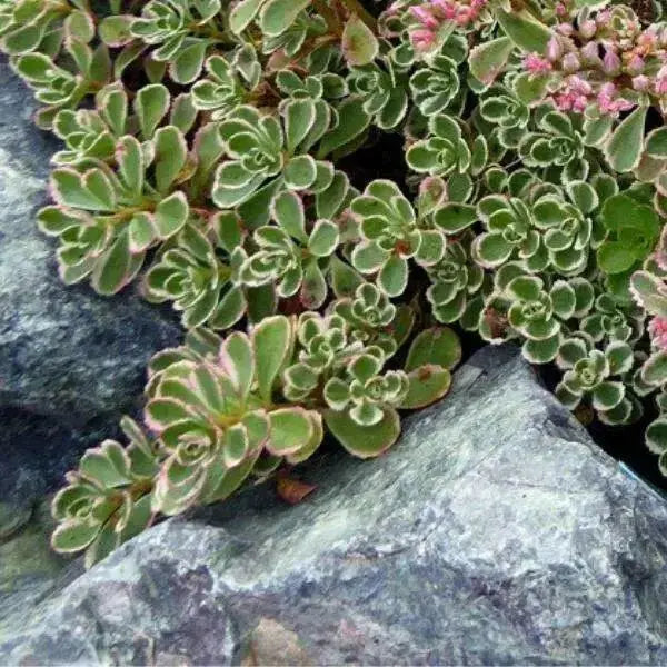 SedumTRI COLOR ,Live plant) Stonecrop ,Succulents - Caribbean garden seed