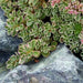 SedumTRI COLOR ,Live plant) Stonecrop ,Succulents - Caribbean garden seed