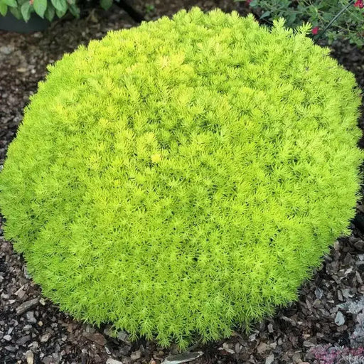 Sedum lemon ball  (Live plant) Stonecrop ,Succulents - Caribbean garden seed