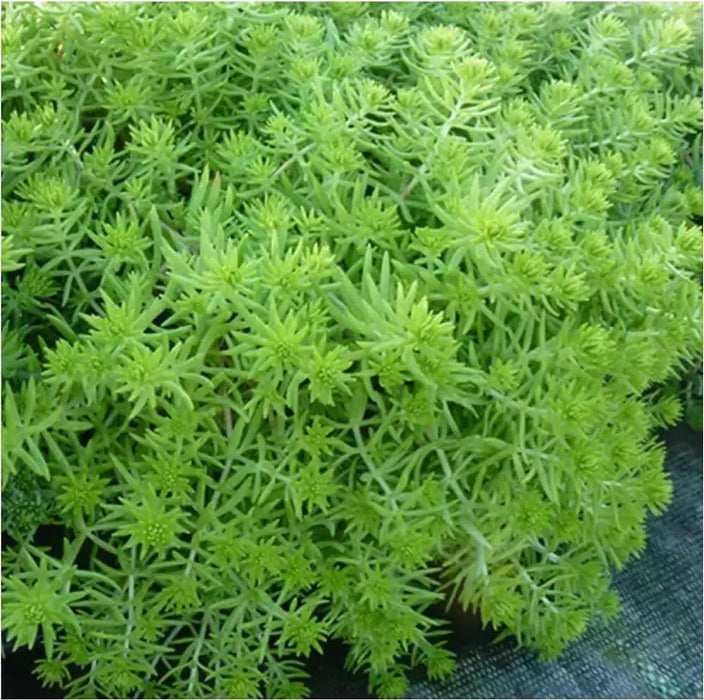 Sedum lemon ball  (Live plant) Stonecrop ,Succulents - Caribbean garden seed