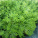 Sedum lemon ball  (Live plant) Stonecrop ,Succulents - Caribbean garden seed
