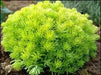 Sedum lemon ball  (Live plant) Stonecrop ,Succulents - Caribbean garden seed