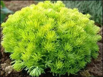 Sedum lemon ball  (Live plant) Stonecrop ,Succulents - Caribbean garden seed