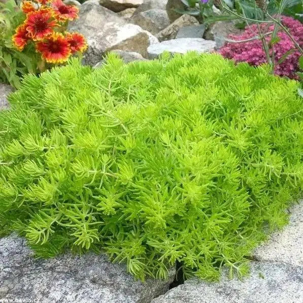 Sedum lemon ball  (Live plant) Stonecrop ,Succulents - Caribbean garden seed