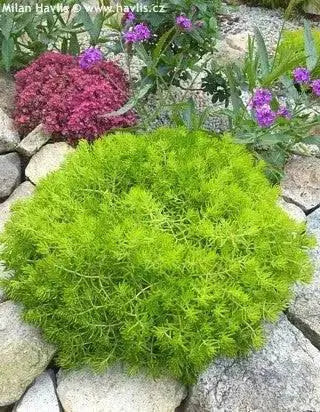 Sedum lemon ball  (Live plant) Stonecrop ,Succulents - Caribbean garden seed