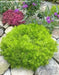 Sedum lemon ball  (Live plant) Stonecrop ,Succulents - Caribbean garden seed
