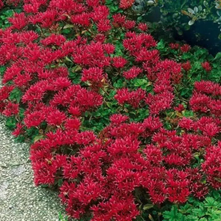 Sedum Spurium 'Summer Glory',SUCCULENT GROUND-COVER ! Perennial Stone-crop ! - Caribbean garden seed