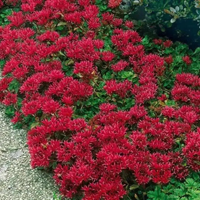 Sedum Spurium 'Summer Glory',SUCCULENT GROUND-COVER ! Perennial Stone-crop ! - Caribbean garden seed