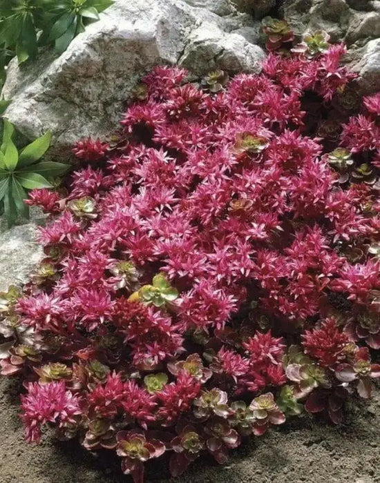 Sedum Spurium 'Summer Glory',SUCCULENT GROUND-COVER ! Perennial Stone-crop ! - Caribbean garden seed