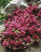 Sedum Spurium 'Summer Glory',SUCCULENT GROUND-COVER ! Perennial Stone-crop ! - Caribbean garden seed