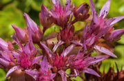 Sedum Spurium 'Summer Glory',SUCCULENT GROUND-COVER ! Perennial Stone-crop ! - Caribbean garden seed