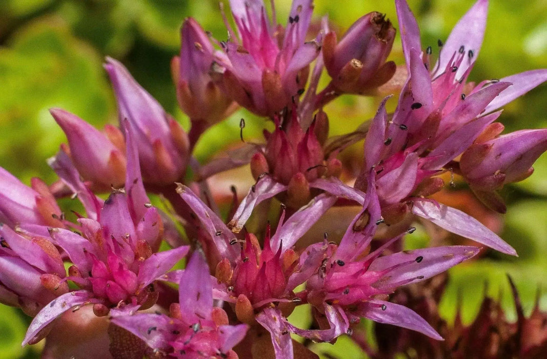 Sedum Spurium 'Summer Glory',SUCCULENT GROUND-COVER ! Perennial Stone-crop ! - Caribbean garden seed