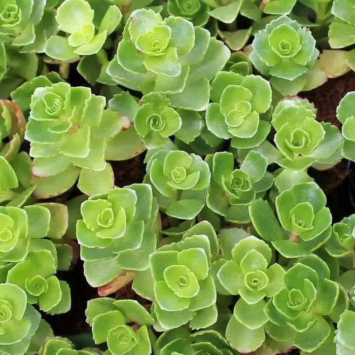 Sedum Spurium 'Summer Glory',SUCCULENT GROUND-COVER ! Perennial Stone-crop ! - Caribbean garden seed