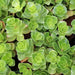 Sedum Spurium 'Summer Glory',SUCCULENT GROUND-COVER ! Perennial Stone-crop ! - Caribbean garden seed