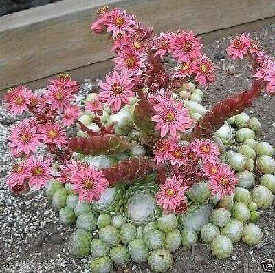 Sempervivum arachnoideum, (50 SEED ) Hens and Chicks, PERENNIAL SUCCULLENT - Caribbean garden seed