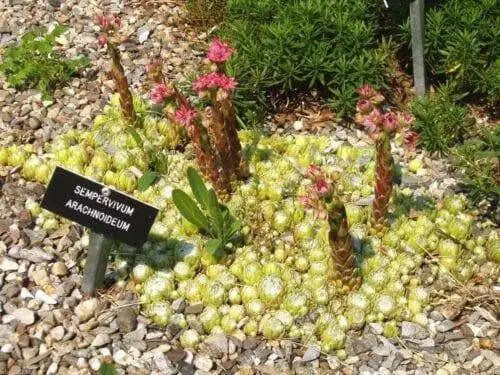 Sempervivum arachnoideum, (50 SEED ) Hens and Chicks, PERENNIAL SUCCULLENT - Caribbean garden seed