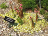 Sempervivum arachnoideum, (50 SEED ) Hens and Chicks, PERENNIAL SUCCULLENT - Caribbean garden seed